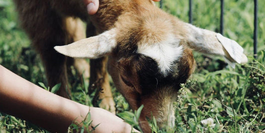 Arundel’s Animal Farm Day