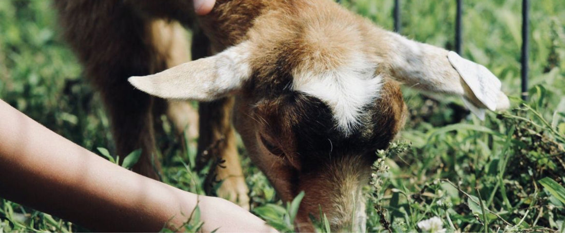 Arundel’s Animal Farm Day