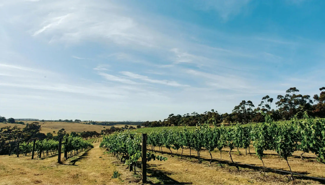 Corks and Colours February